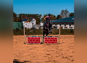 Deutsches Sportpferd, Wallach, 4 Jahre, 172 cm, Rappe
