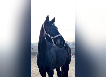 Deutsches Sportpferd, Wallach, 4 Jahre, 172 cm, Rappe