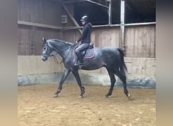 Deutsches Sportpferd, Wallach, 4 Jahre, 172 cm, Schimmel