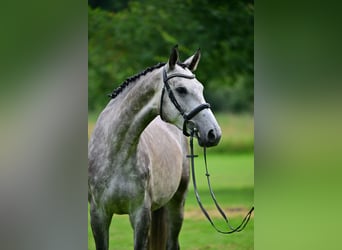 Deutsches Sportpferd, Wallach, 4 Jahre, 172 cm, Schimmel