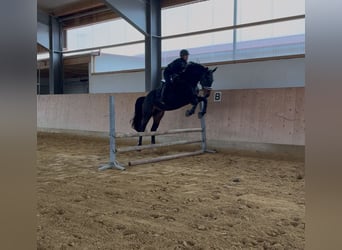Deutsches Sportpferd, Wallach, 4 Jahre, 172 cm, Schwarzbrauner