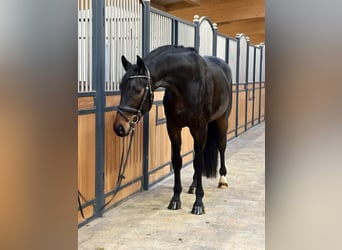 Deutsches Sportpferd, Wallach, 4 Jahre, 172 cm, Schwarzbrauner