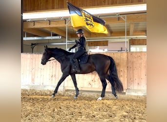Deutsches Sportpferd, Wallach, 4 Jahre, 172 cm, Schwarzbrauner
