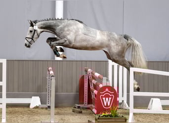 Deutsches Sportpferd, Wallach, 4 Jahre, 173 cm, Apfelschimmel