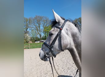 Deutsches Sportpferd, Wallach, 4 Jahre, 173 cm, Apfelschimmel