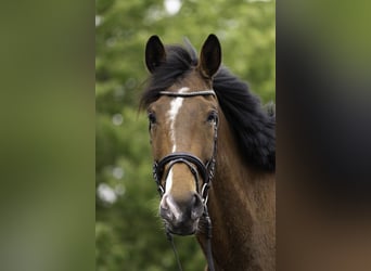 Deutsches Sportpferd, Wallach, 4 Jahre, 173 cm, Brauner