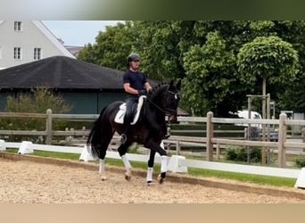 Deutsches Sportpferd, Wallach, 4 Jahre, 173 cm, Brauner