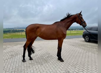 Deutsches Sportpferd, Wallach, 4 Jahre, 173 cm, Brauner