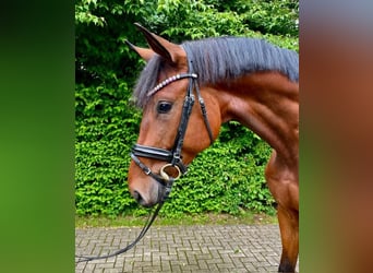 Deutsches Sportpferd, Wallach, 4 Jahre, 173 cm, Brauner