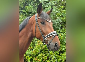 Deutsches Sportpferd, Wallach, 4 Jahre, 173 cm, Brauner
