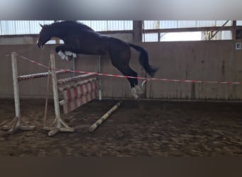 Deutsches Sportpferd, Wallach, 4 Jahre, 173 cm, Brauner