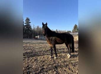 Deutsches Sportpferd, Wallach, 4 Jahre, 173 cm, Brauner