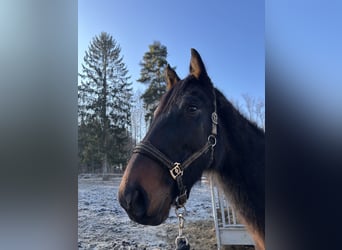 Deutsches Sportpferd, Wallach, 4 Jahre, 173 cm, Brauner
