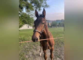 Deutsches Sportpferd, Wallach, 4 Jahre, 173 cm, Brauner