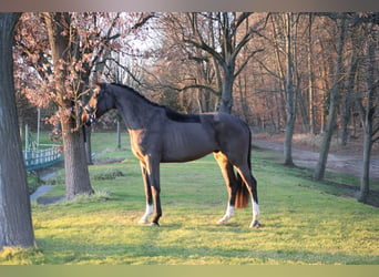 Deutsches Sportpferd, Wallach, 4 Jahre, 173 cm, Dunkelbrauner