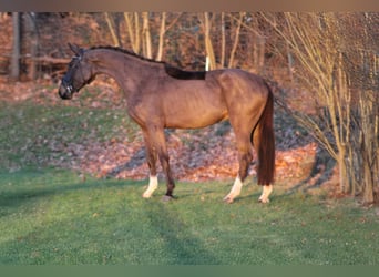 Deutsches Sportpferd, Wallach, 4 Jahre, 173 cm, Dunkelbrauner