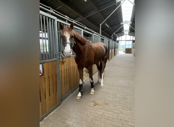 Deutsches Sportpferd, Wallach, 4 Jahre, 173 cm, Fuchs