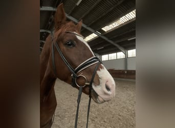 Deutsches Sportpferd, Wallach, 4 Jahre, 173 cm, Fuchs