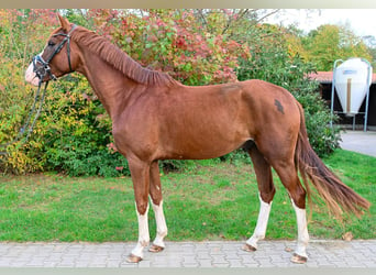 Deutsches Sportpferd, Wallach, 4 Jahre, 173 cm, Fuchs