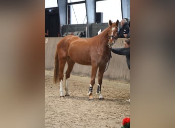 Deutsches Sportpferd, Wallach, 4 Jahre, 173 cm, Fuchs