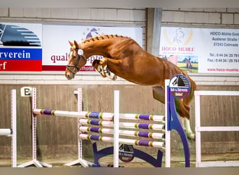 Deutsches Sportpferd, Wallach, 4 Jahre, 173 cm, Fuchs