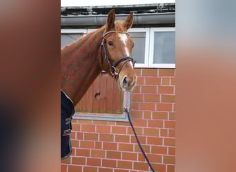 Deutsches Sportpferd, Wallach, 4 Jahre, 173 cm, Fuchs