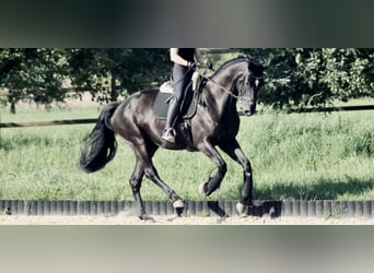 Deutsches Sportpferd, Wallach, 4 Jahre, 173 cm, Rappe