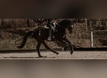 Deutsches Sportpferd, Wallach, 4 Jahre, 173 cm, Rappe