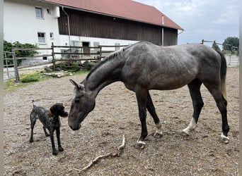 Deutsches Sportpferd, Wallach, 4 Jahre, 173 cm, Schimmel