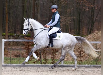 Deutsches Sportpferd, Wallach, 4 Jahre, 173 cm, Schimmel