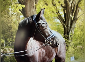 Deutsches Sportpferd, Wallach, 4 Jahre, 173 cm, Schwarzbrauner