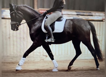 Deutsches Sportpferd, Wallach, 4 Jahre, 173 cm, Schwarzbrauner