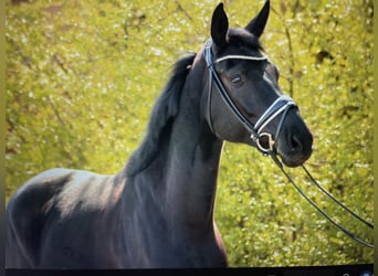 Deutsches Sportpferd, Wallach, 4 Jahre, 173 cm, Schwarzbrauner