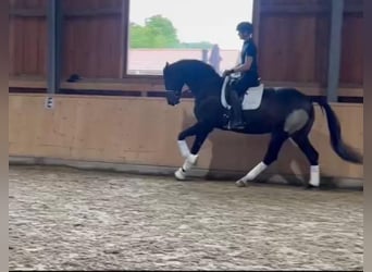 Deutsches Sportpferd, Wallach, 4 Jahre, 174 cm, Brauner