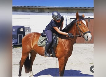 Deutsches Sportpferd, Wallach, 4 Jahre, 174 cm, Brauner