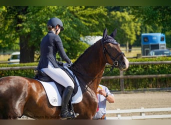Deutsches Sportpferd, Wallach, 4 Jahre, 174 cm, Dunkelfuchs