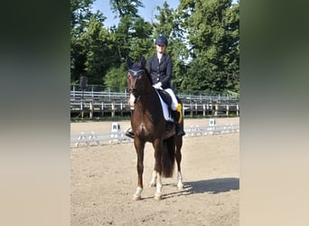 Deutsches Sportpferd, Wallach, 4 Jahre, 174 cm, Dunkelfuchs