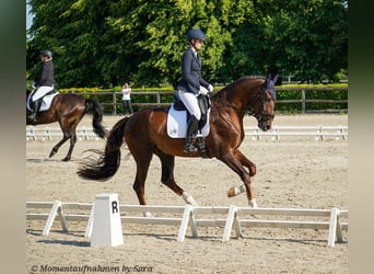 Deutsches Sportpferd, Wallach, 4 Jahre, 174 cm, Dunkelfuchs