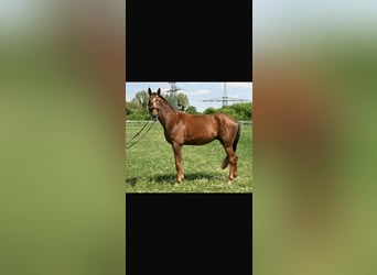 Deutsches Sportpferd, Wallach, 4 Jahre, 174 cm, Fuchs