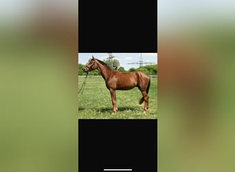 Deutsches Sportpferd, Wallach, 4 Jahre, 174 cm, Fuchs