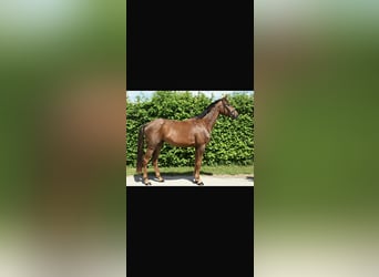Deutsches Sportpferd, Wallach, 4 Jahre, 174 cm, Fuchs