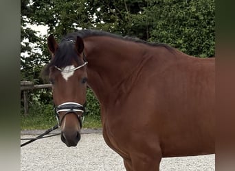 Deutsches Sportpferd, Wallach, 4 Jahre, 175 cm, Brauner