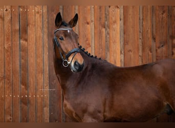 Deutsches Sportpferd, Wallach, 4 Jahre, 175 cm, Brauner