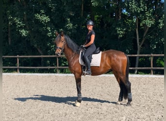 Deutsches Sportpferd, Wallach, 4 Jahre, 175 cm, Dunkelbrauner