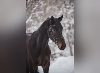 Deutsches Sportpferd, Wallach, 4 Jahre, 175 cm, Dunkelbrauner