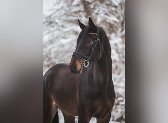 Deutsches Sportpferd, Wallach, 4 Jahre, 175 cm, Dunkelbrauner