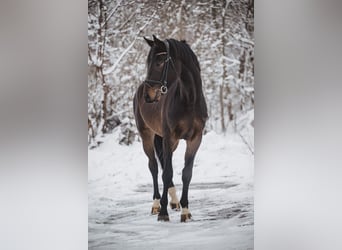 Deutsches Sportpferd, Wallach, 4 Jahre, 175 cm, Dunkelbrauner