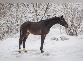 Deutsches Sportpferd, Wallach, 4 Jahre, 175 cm, Dunkelbrauner