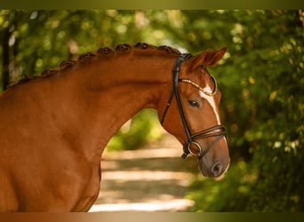 Deutsches Sportpferd, Wallach, 4 Jahre, 175 cm, Dunkelfuchs