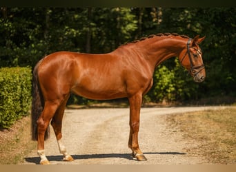 Deutsches Sportpferd, Wallach, 4 Jahre, 175 cm, Dunkelfuchs